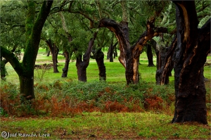 Sierra Morena. Sierra Norte de Sevilla. Alcornocal