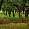 Sierra Morena. Sierra Norte de Sevilla. Alcornocal