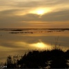 Marisma del Guadalquivir. Sevilla. Parque Nacional de Doñana. Lucio del Lobo
