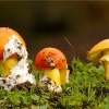 Amanita caesarea
