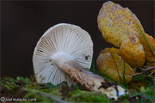 Hygrophorus personii