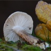 Hygrophorus personii