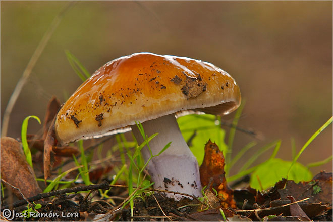 Cortinarius sp.