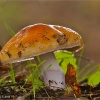 Cortinarius sp.