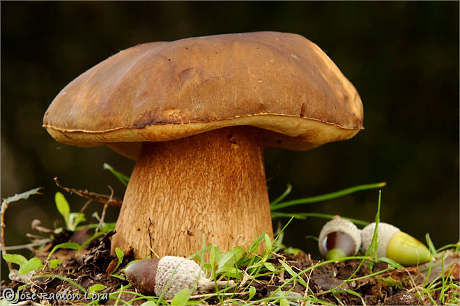 Boletus aereus