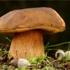 Boletus aereus