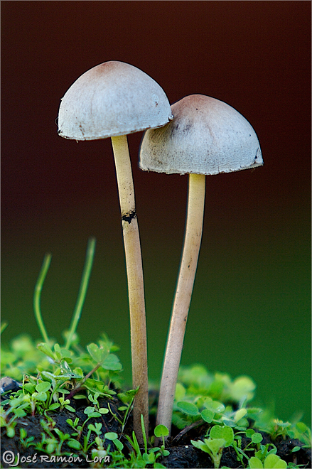 Panaeolus sphinctrinus