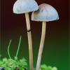 Panaeolus sphinctrinus