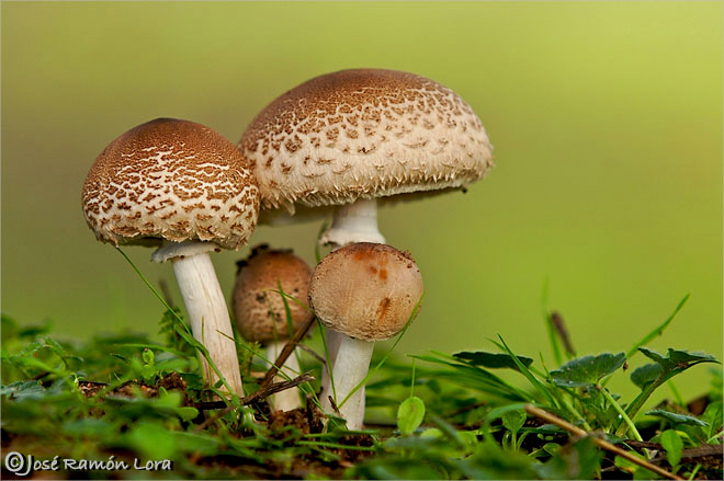 Macrolepiota excoriata