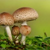 Macrolepiota excoriata