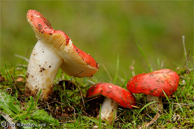 Russula rubroalba