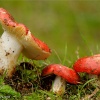 Russula rubroalba