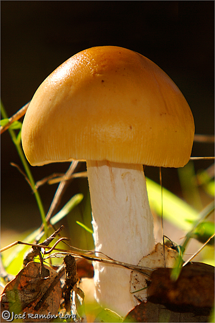 Amanita crocea