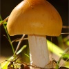 Amanita crocea