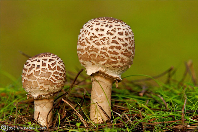 Macrolepiota procera