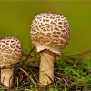Macrolepiota procera