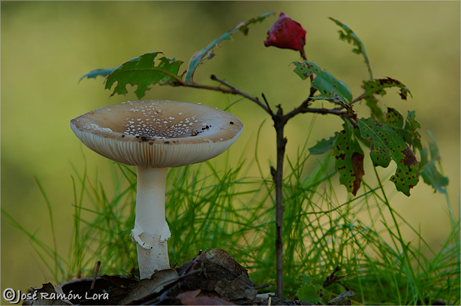 Amanita pantherina