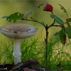 Amanita pantherina