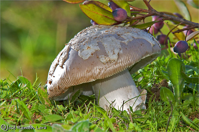 Amanita vaginata