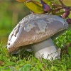 Amanita vaginata