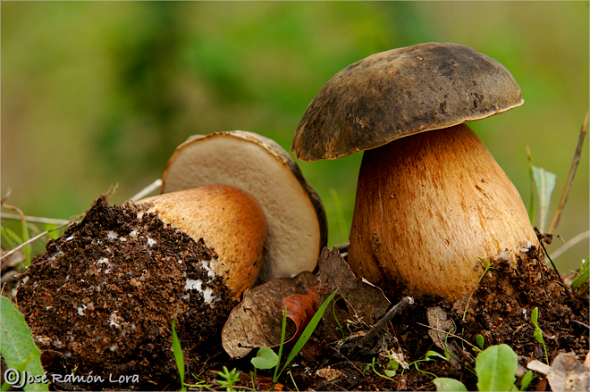 Boletus aereus