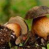 Boletus aereus