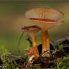 Clitocybe geotropa
