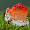 Colus hirudinosus