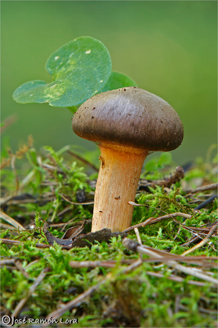 Choogomphus rutilus