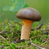 Choogomphus rutilus