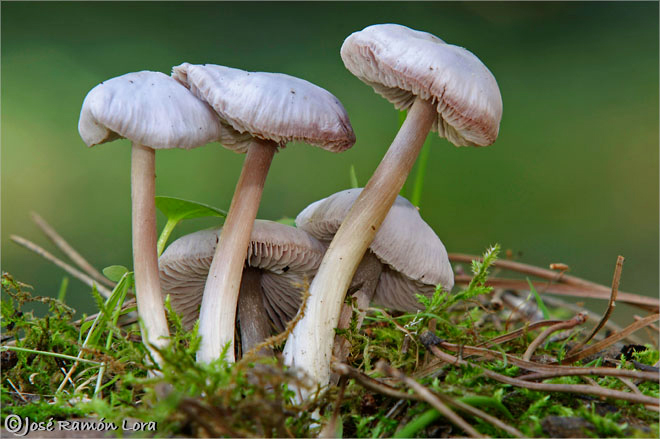 Psathyrella sp.