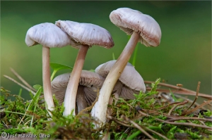 Psathyrella sp.