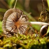 Coprinus lagopus