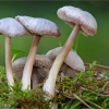 Entoloma clypeatum