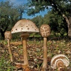 Macrolepiota procera