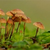 Marasmius anomalus