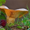 Lactarius zonarius