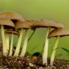Psathyrella sp.