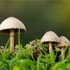 Panaeolus sphinctrinus