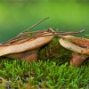 Lactarius sanguifluus