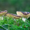 Russula xerampelina