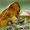 Suillus collinitus