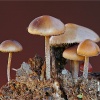 Psilocybe merdaria