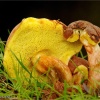 Xerocomus subtomentosus