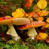 Amanita muscaria
