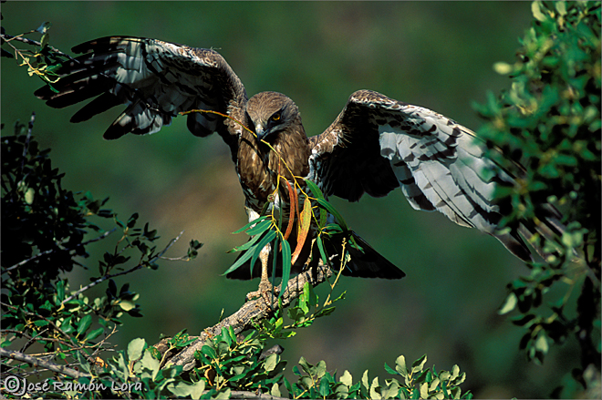 Culebrera europea (Circaetus gallicus)