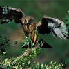 Culebrera europea (Circaetus gallicus)