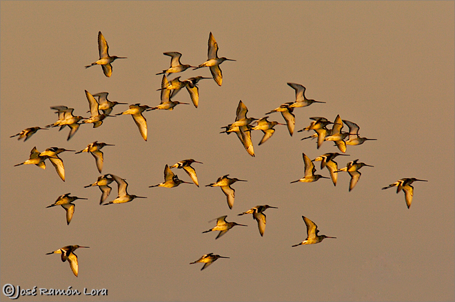 Aguja colinegra (Limosa limosa)