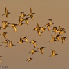 Aguja colinegra (Limosa limosa)