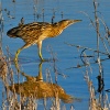 Avetoro común (Botaurus stellaris)